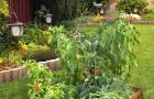 If you dream about a Vegetable Garden, what is it for?