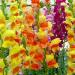 How to fertilize gladioli before flowering