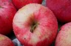 ग्रीष्मकालीन सेब का पेड़ लाल जल्दी: विवरण, फोटो, समीक्षा