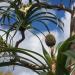 Pandanus: spiral palm tree on aerial roots